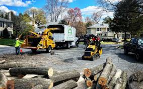 How Our Tree Care Process Works  in  Weston, MO